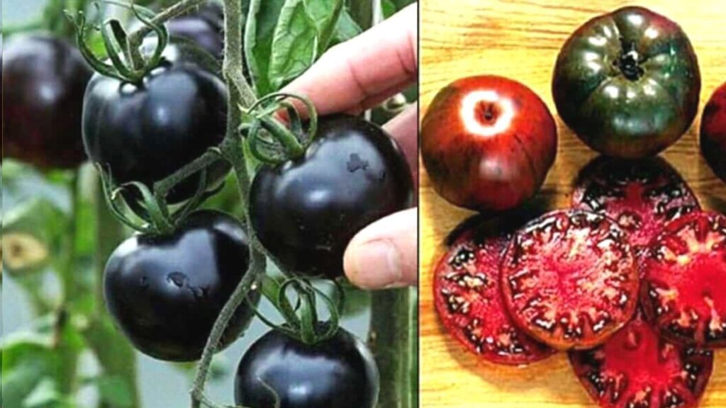 Business Idea: Black tomato