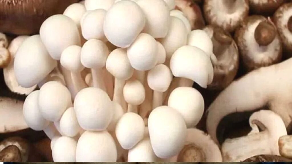 Mushroom farming(Business)