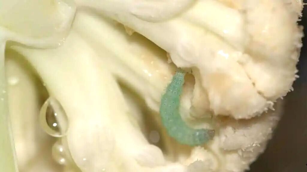 tapeworm in vegetables(Image source-Google)