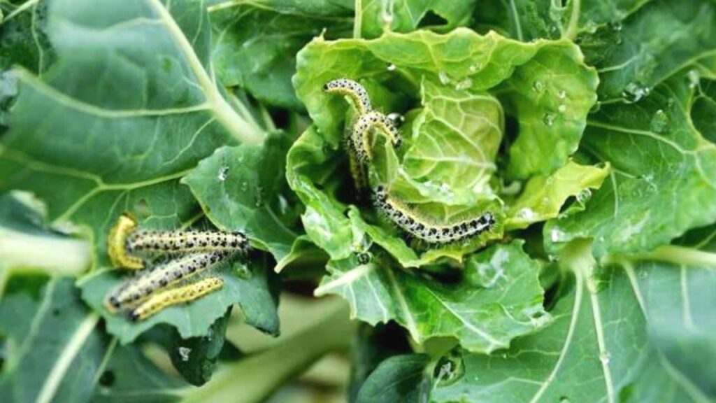 Worms in vegetables