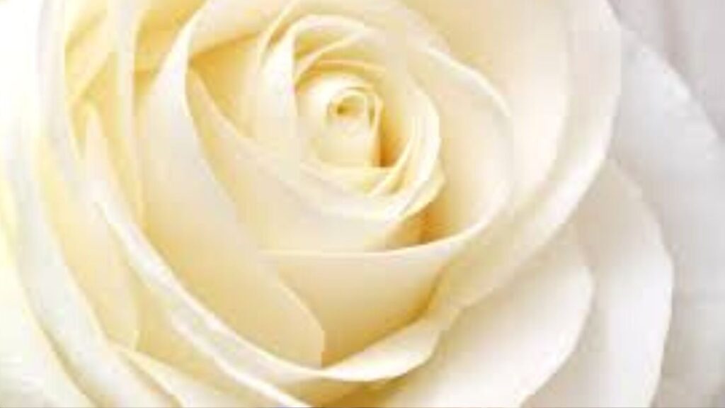 White rose