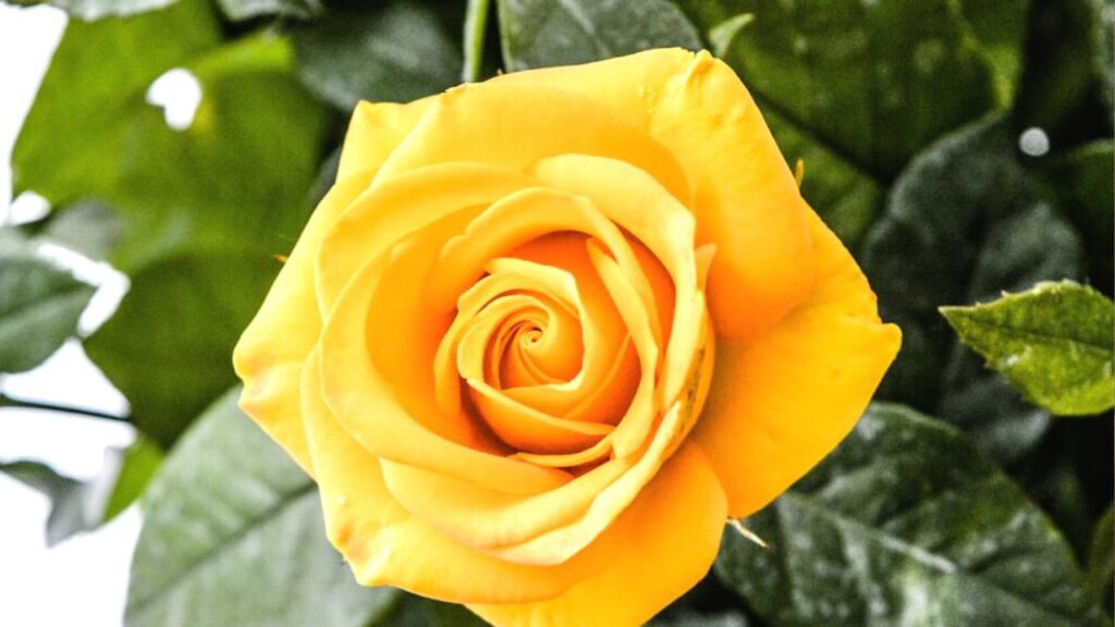 Yellow rose