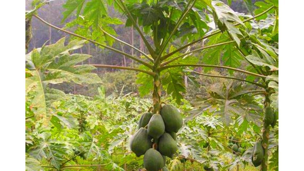 papaya tree