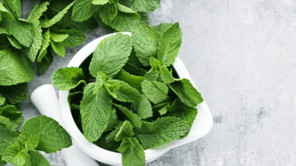 Mint Benefits in Summer