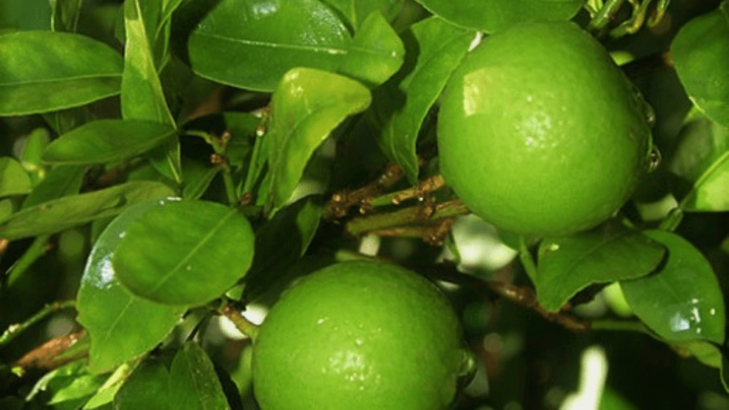 Benefits of Sweet Lime