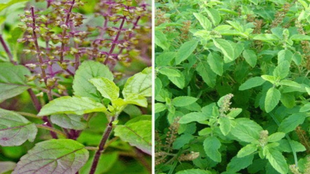 Tulsi Leaves Benefits