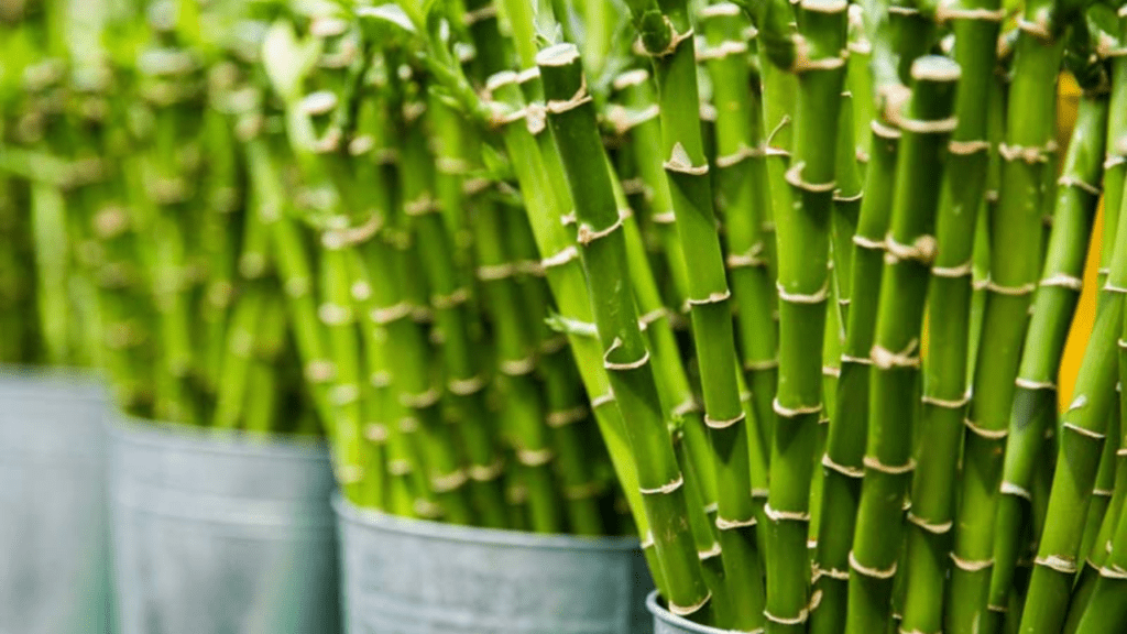 Bamboos benefits