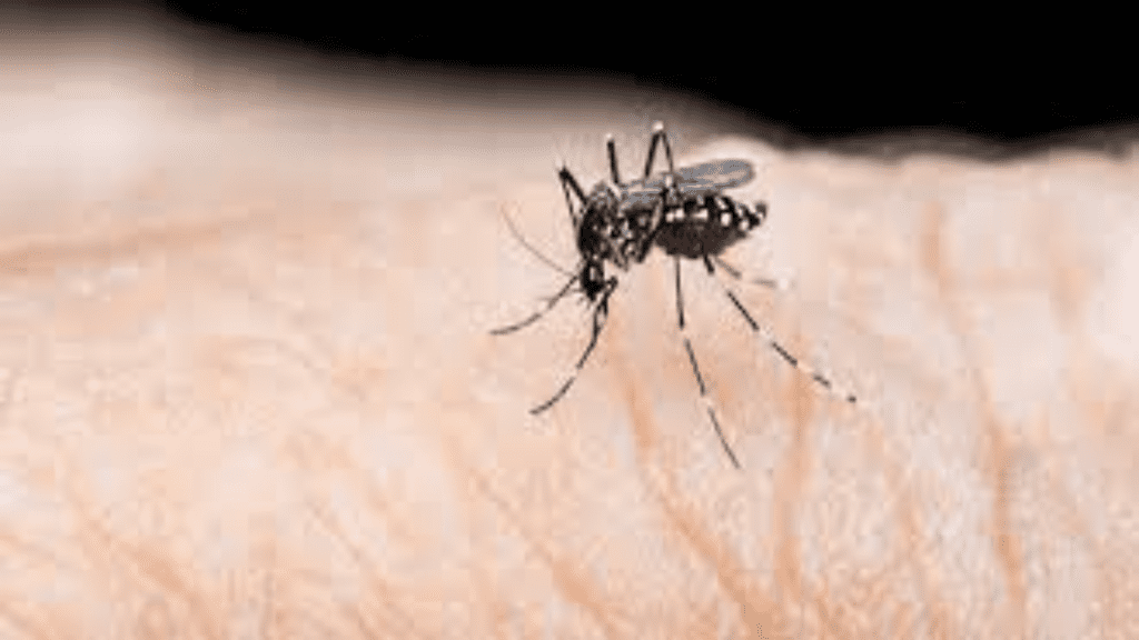 dengue fever alert
