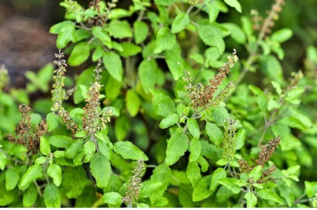 Tulsi Benefits