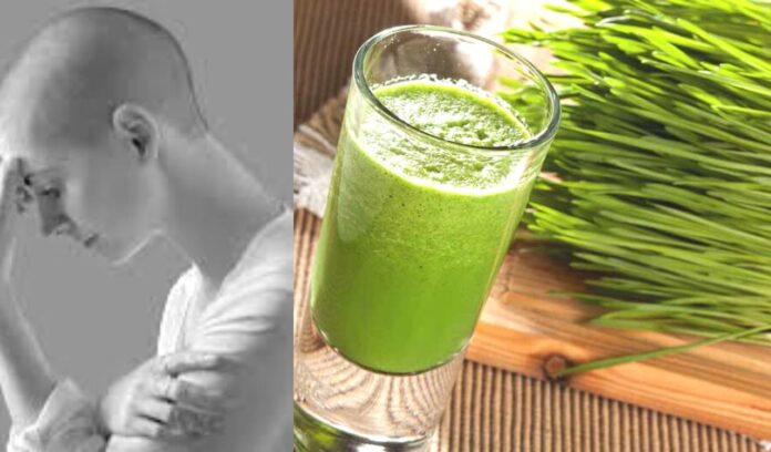 Wheatgrass can Help to Fight Cancer