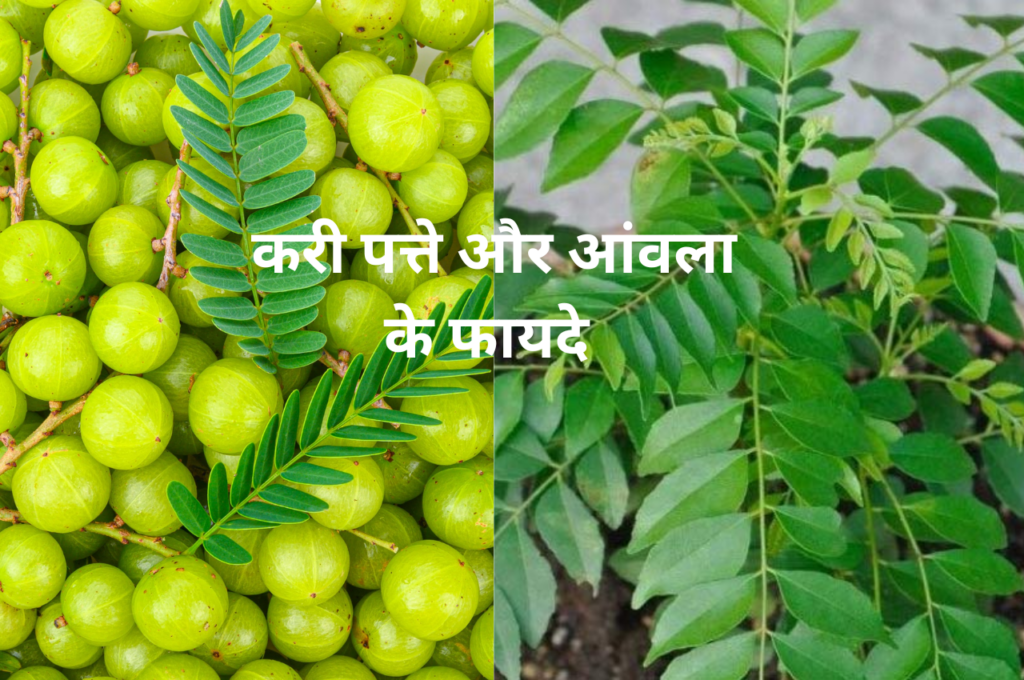 kadi patta or amla