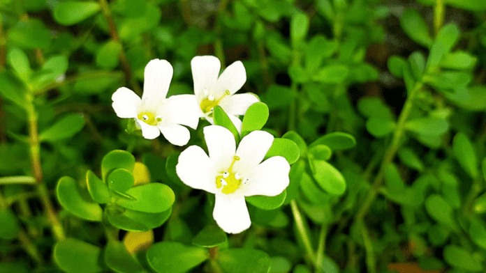 Brahmi Health Benefits