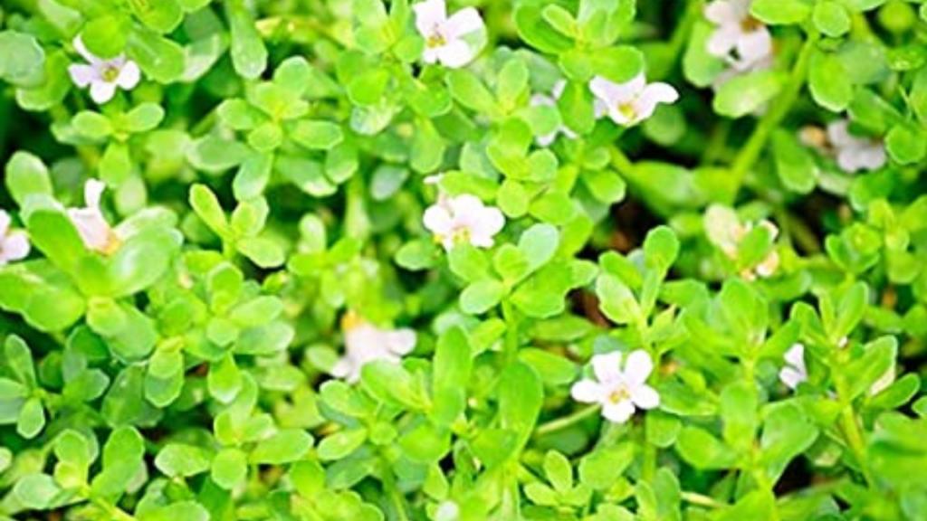 Brahmi Health Benefits 