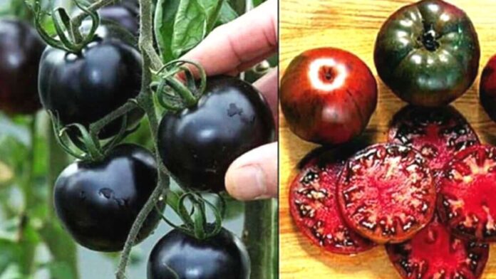 Black tomatoes Benefits