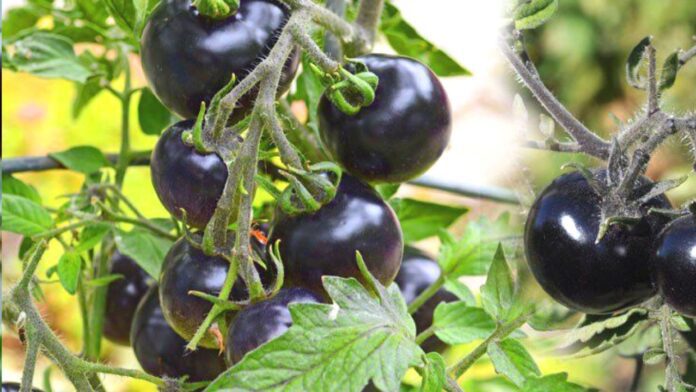 Black tomatoes Benefits