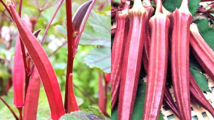 Business Idea: Red ladyfingers