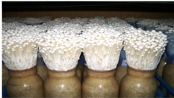 Mushroom farming