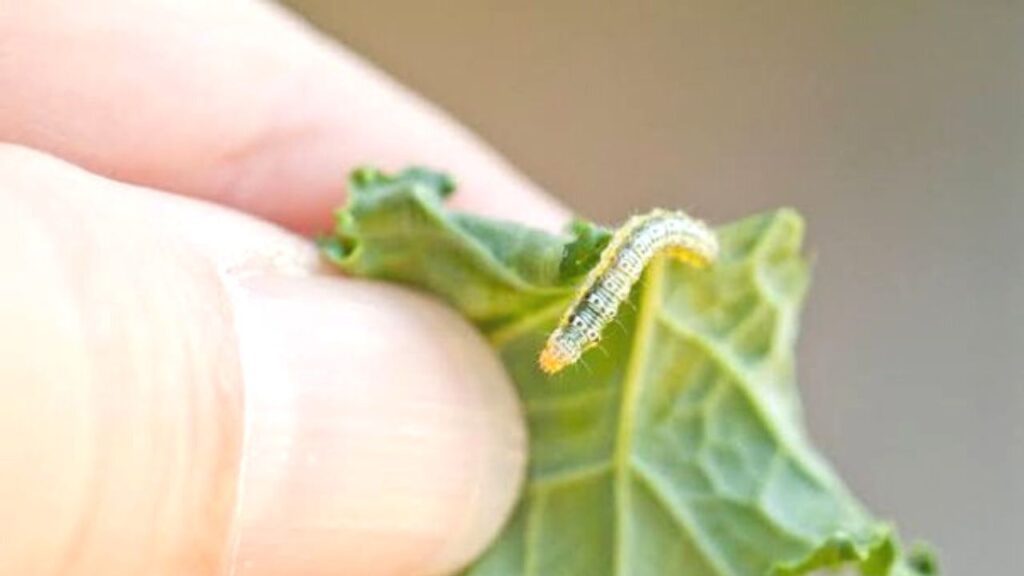 tapeworm in vegetables(Image source-Google)