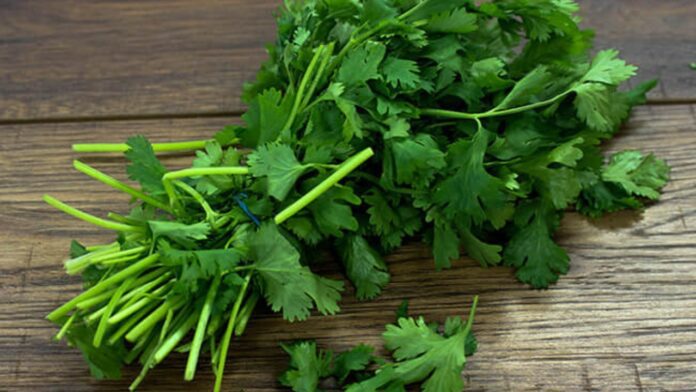 Coriander