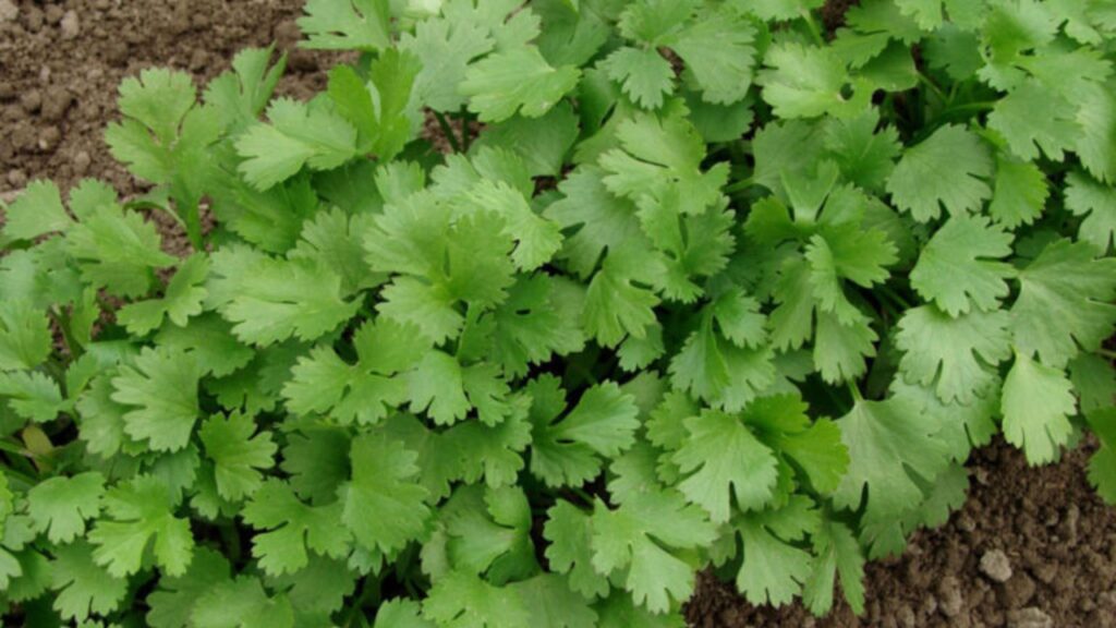 Coriander 