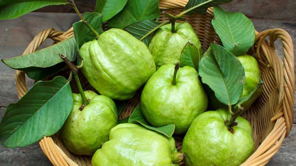 Guava benefits 