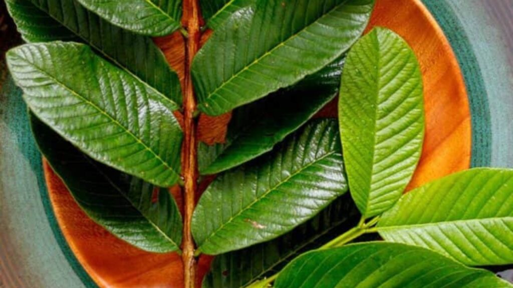 guava leaf for sugar