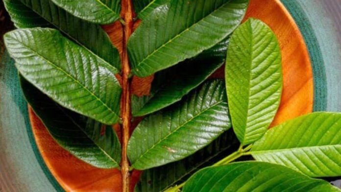 guava leaf for sugar