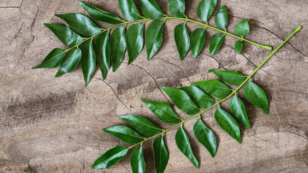 Curry leaves Benefits