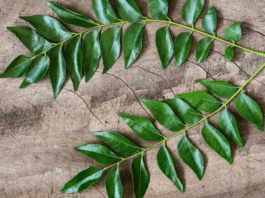 Curry leaves Benefits
