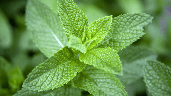 Mint Benefits in Summer