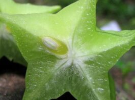 Arjun fruit benefits
