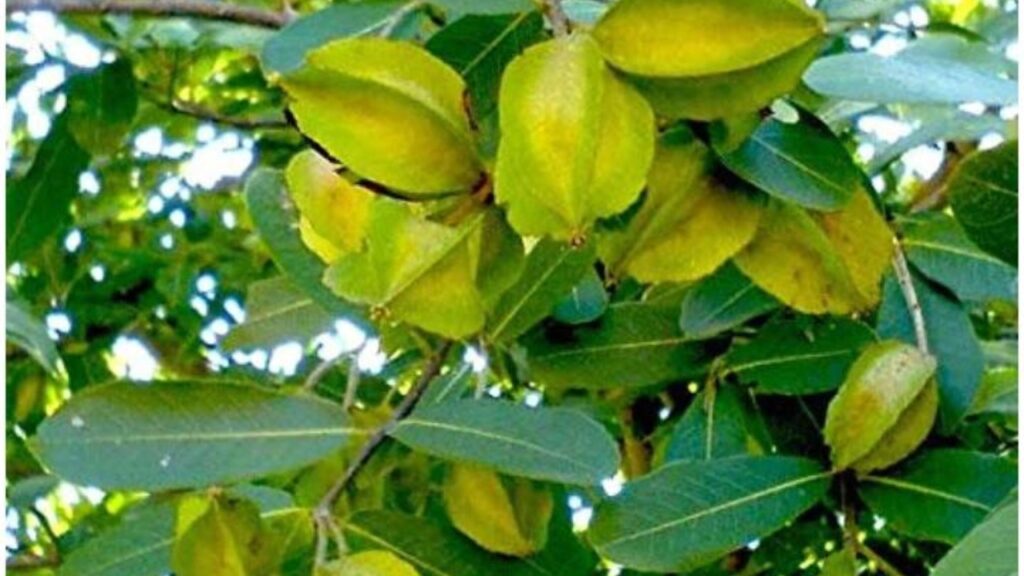 Arjun fruit benefits 