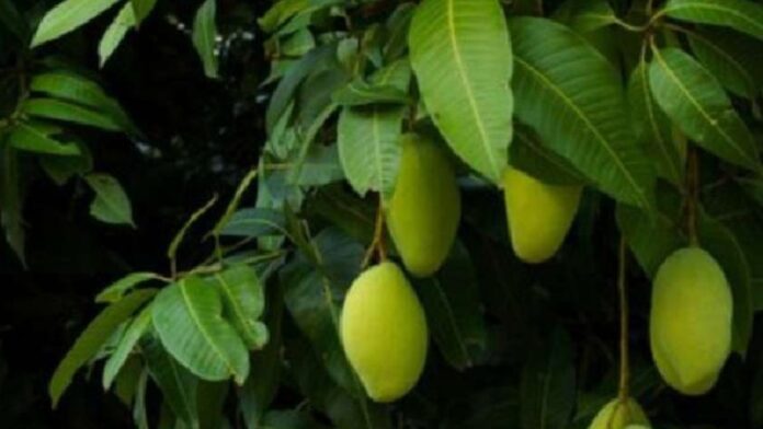 Mango leaves Benefits