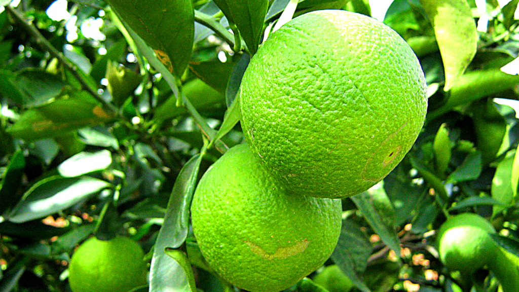 Benefits of Sweet Lime