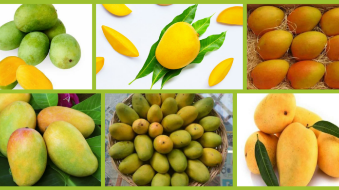 Mango Variety