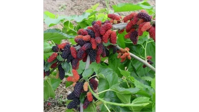 Mulberry benefits