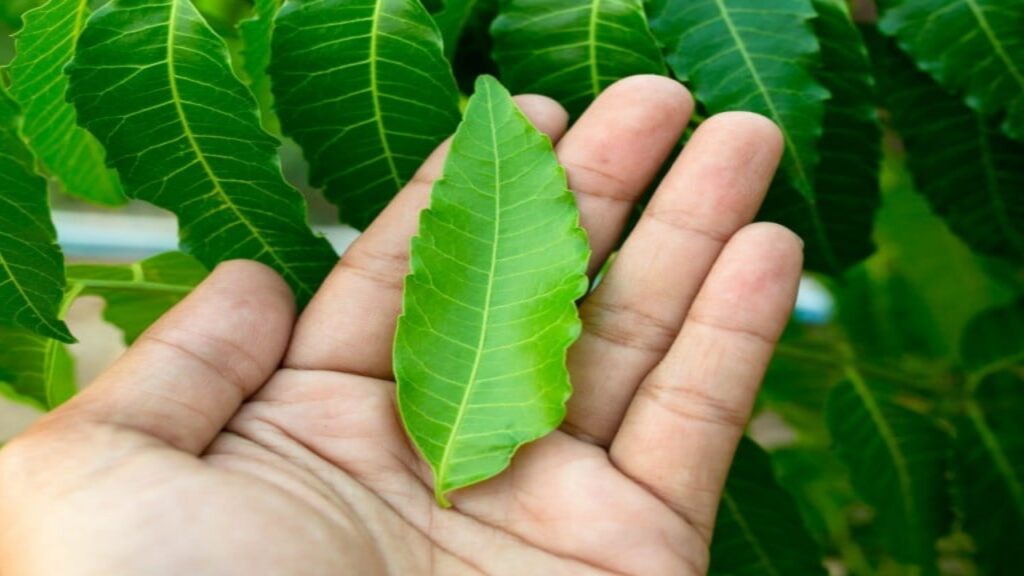 Neem leaves benefits