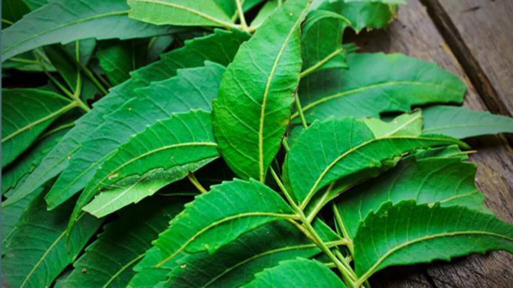 Neem leaves benefits 