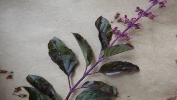 Tulsi Leaves Benefits