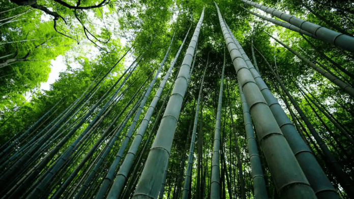 Bamboos benefits