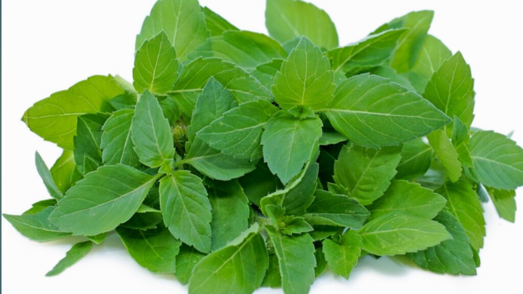 Basil Benefits 