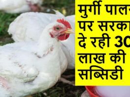 poultry farming
