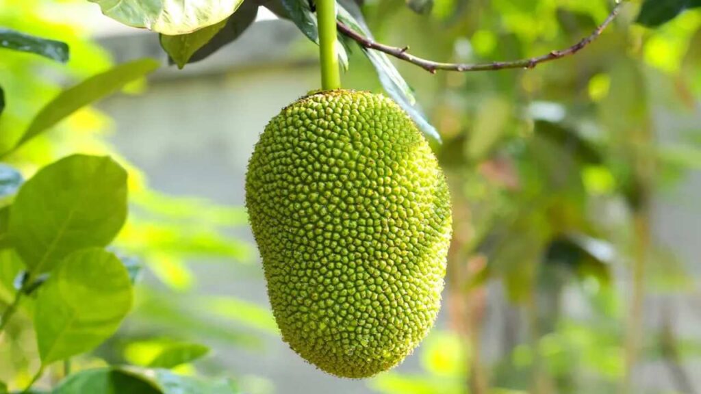 Jackfruit