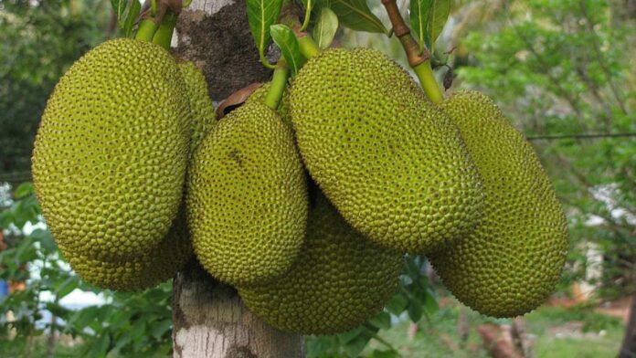 Jackfruit