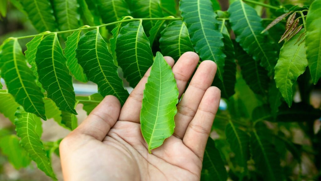 Leaves of Neem