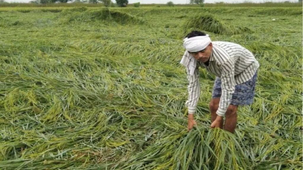 farmer, KCC Loan