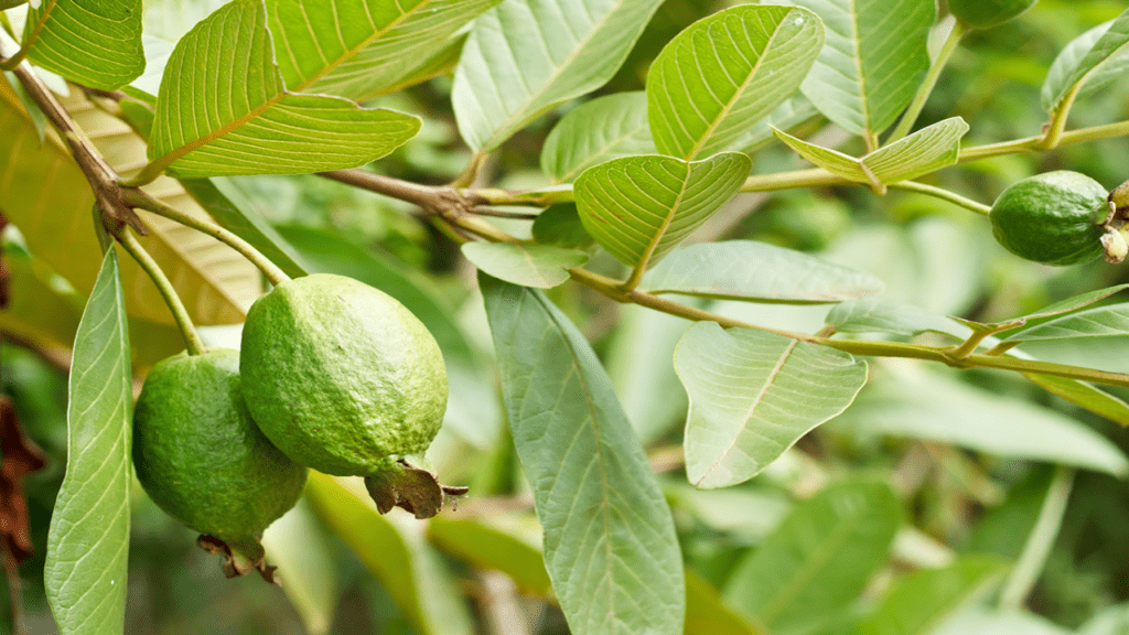 Guava