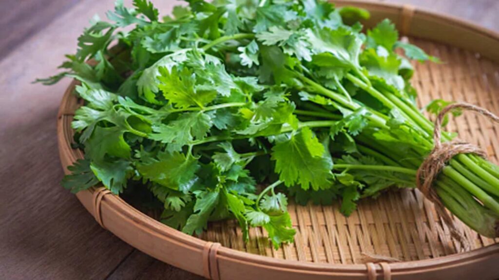 Coriander