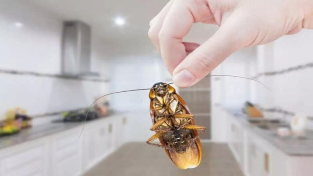 Cockroach