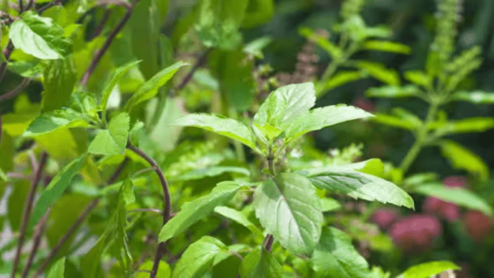 Tulsi Leaves for Health